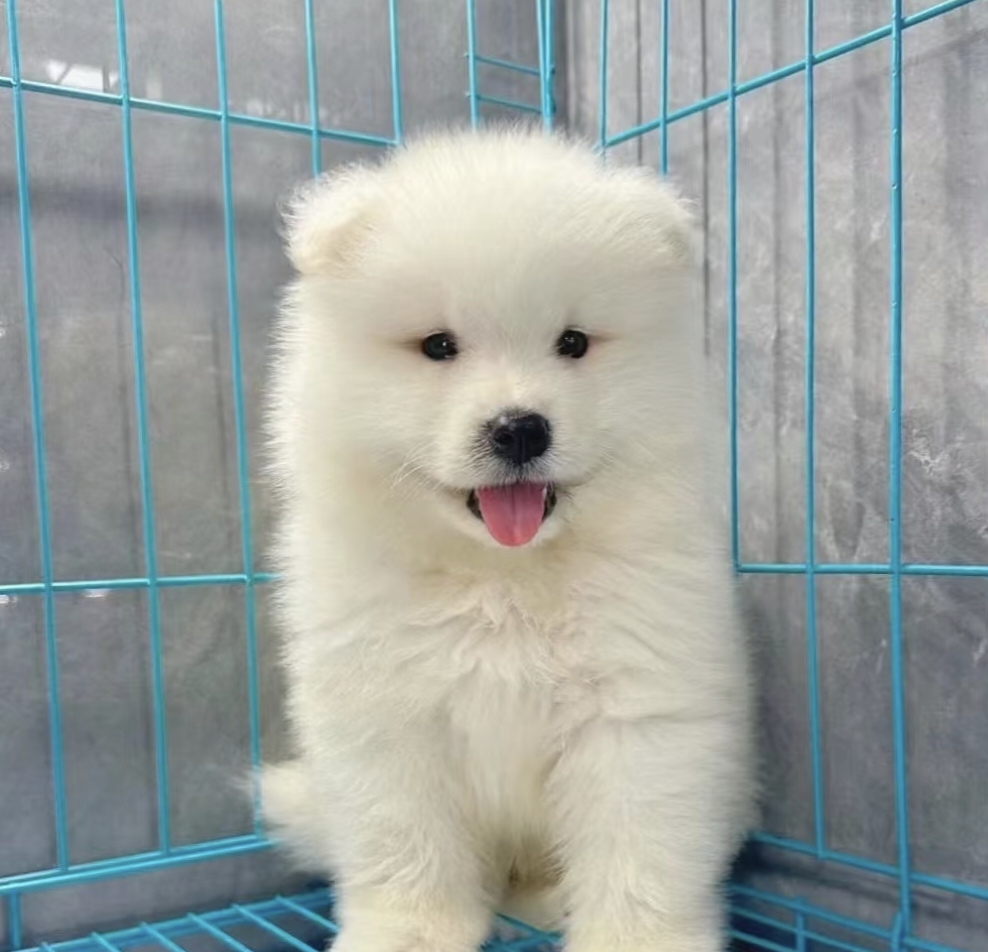 萨摩耶幼犬温顺善良，耐力好，外形优美，表情丰富，聪明伶俐记忆力强